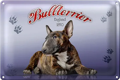 Produktbild von Blechschild Hund 18x12cm Bullterrier England 1850