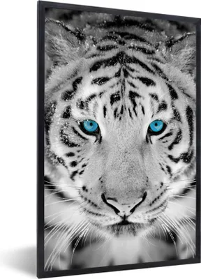 Produktbild von MuchoWow® Gerahmtes Poster Tiger - Winter - Tiere 20x30 cm - Poster mit Schwarzem Bilderrahmen Wandposter Rahmen Foto Bilder - Drucken - Bilder Poster im Rahmen