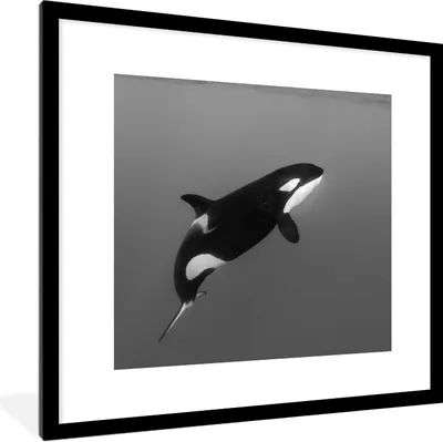 Produktbild von MuchoWow® Gerahmtes Poster Orca - Wasser - Tiere 40x40 cm - Poster mit Schwarzem Bilderrahmen Wandposter Rahmen Foto Bilder - Poster - Plakat im Rahmen