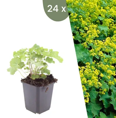 Produktbild von Plants by Frank | 24 Frauenmantel Pflanzen | Alchemilla Mollis | Bodendecker | Winterhart | Mehrjährig | Gartenpflanzen