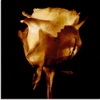Produktbild von ARTland Glasbild Vergoldete Rose Größe: 30x30 cm
