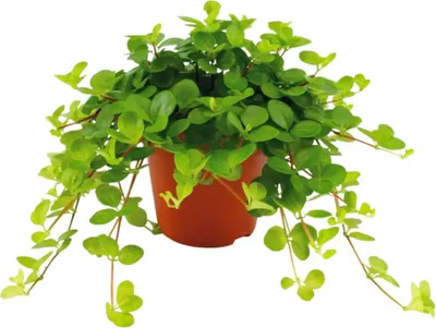 Obrázek produktu pro Pepřinec FloraSelf Peperomia rotundifolia květináč Ø 7 cm