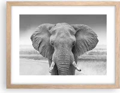 Produktbild von Gerahmtes Poster - Rahmen in heller Eiche - Elefant Afrika Tier - 40x30 cm - Wand Bild - Wanddeko - Wandbilder - Kunstposter - Wandposter - Bilderrahmen - Bilder - Kunstdruck - P2NAA40x30-5072