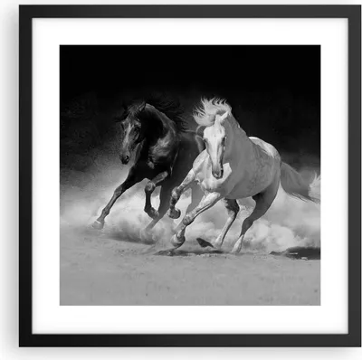 Produktbild von Gerahmtes Poster - Schwarzer Rahmen - Andalusier Pferde Galopp - 40x40 cm - Wand Bild - Wanddeko - Wandbilder - Wandposter - Bilderrahmen - Bilder - Kunstdruck - Wandbild - P2BAC40x40-4240