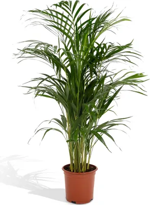 Zdjęcie produktu dla Meergroothandel Dypsis Lutescens (palma Areca) - 110 cm, Ø21 cm