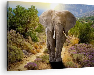Produktbild von Bild auf Leinwand - Leinwandbild - Tiere Afrika Elefanten Spaziergang - 70x50cm - Wand Bild - Wanddeko - Leinwanddruck - Bilder - Kunstdruck - Leinwand bilder - Wandkunst - AA70x50-2708