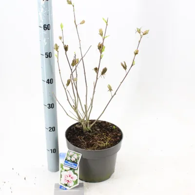Produktbild von Hibiscus syriacus Starburst Chiffon ('Rwoods6'PBR) - Garteneibisch | 60-70 cm im Topf