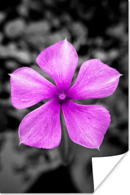 Produktbild von MuchoWow® Poster Blumen - Schwarz - Weiß - Lila 60x90 cm - Wanddekoration