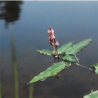 Productafbeelding van Moerings Polygonum Amphibium | Veenwortel | In 18CM Mand Kant en Klaar
