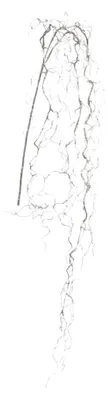 Produktbild von Künstliche WEIDENRANKE ca. 150cm. Weidenhänger, Dekoast Silber