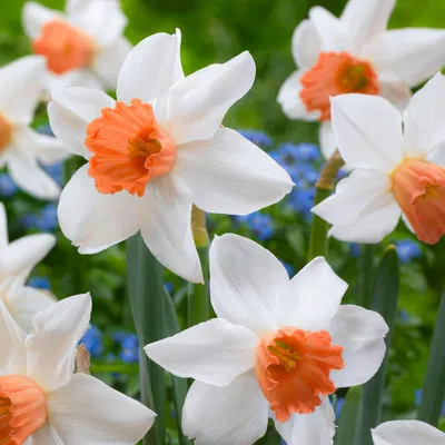 Imagen del producto de Bulbos de narciso, resistentes al invierno, perennes - "Osterglocken Accent" - 25 bulbos de flores - Plantas aromáticas de Holanda - para jardín y macetas (no son semillas, no son artificiales)
