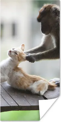 Produktbild von MuchoWow® Poster Katze - Affe - Holz 20x40 cm - Plakat - Foto