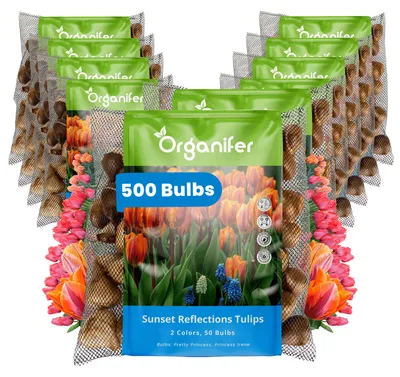 Obrázok produktu pre Tulipánové Cibule - 500 Kvetinových Cibúľ - Odraz Západu Slnka - Princess Mix Oranžová Ružová Koralová - Organifer
