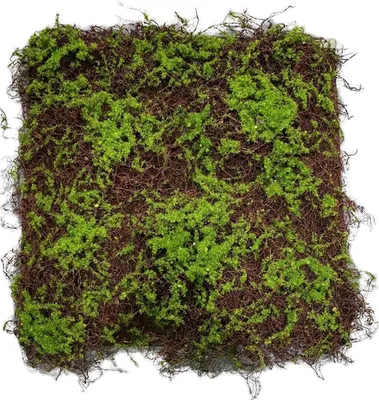 Produktbild von Moosmatte 50 x 50 cm Kunstpflanze Flora