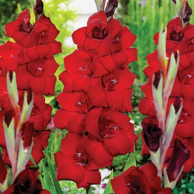 Produktbild von Gladiole Blumenzwiebeln Schwertblume Sommerblühende Siegwurze Fat Boy 5 St.