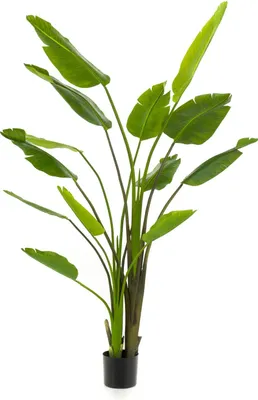 Produktbild von artplants.de Strelitzie künstlich BEDAR, grün, 180cm - Strelitzie Seidenpflanze/Kunstpflanze Paradiesvogelblume