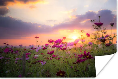 Produktbild von MuchoWow® Poster Blumen - Rosa - Sonnenuntergang - Natur - Wiese - Horizont 120x80 cm - Bilder