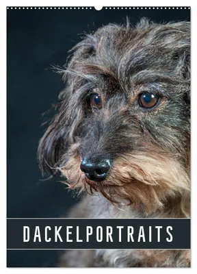 Produktbild von Dackelportraits (Wandkalender 2027 DIN A2 hoch), CALVENDO Monatskalender