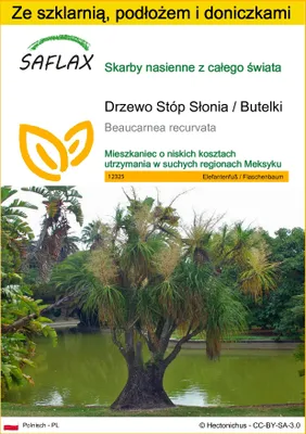 Zdjęcie produktu dla SAFLAX - Zestaw do uprawy - Drzewo Stóp Słonia / Butelki - 10 Nasiona - Z mini szklarnią, podłożem uprawowym i 2 doniczkami - Beaucarnea recurvata