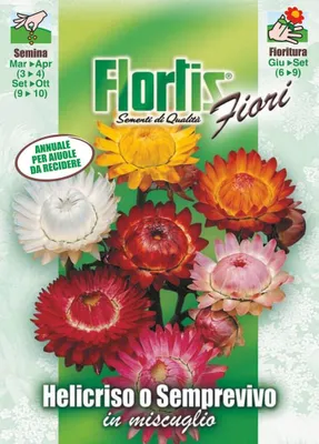 Produktbild von Strohblume Mischung | Strohblumensamen von Flortis