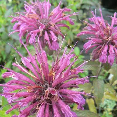 Immagine prodotto di 6 x Monarda 'Aquarius'  | Vaso 9 cm x 9 cm