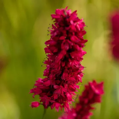 Immagine prodotto di Persicaria amplexicaulis Blackfield, 24 piante, Ø 9 cm, altezza 10-25 cm, resistente al freddo