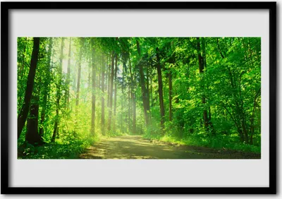 Produktbild von Bild 100x70 MDF-Rahmen Wandkunst Waldweg Bäume Natur