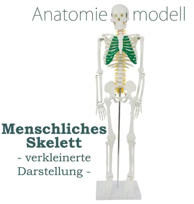 Produktbild von Anatomie Modell Skelett Verkleinert Menschlicher Körper 87 cm Anatomy Skeleton Menschliches Skelett Anatomy Skeleton Human Model mit Ständer und Spinalnerven MedMod