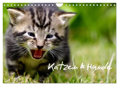 Produktbild von Katzen & Hunde (Wandkalender 2027 DIN A4 quer), CALVENDO Monatskalender