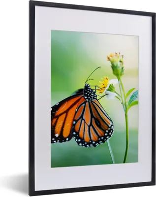 Produktbild von MuchoWow® Gerahmtes Poster Schmetterling - Blumen - Insekten 30x40 cm - Poster mit Schwarzem Bilderrahmen Wandposter Rahmen Foto Bilder - Wandposter Schlafzimmer