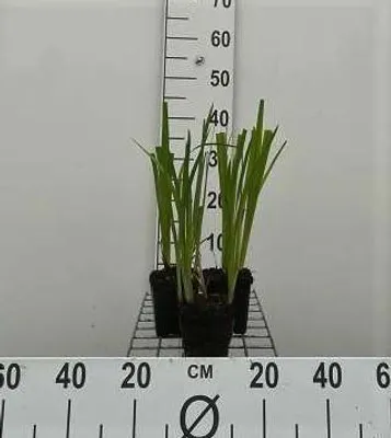 Image de 6 x Iris ensata ( kaempferi) - Iris - pot 9 x 9 cm