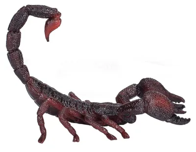 Image de Animal Planet Scorpion impérial