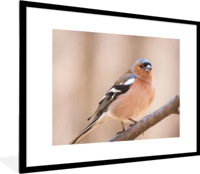 Produktbild von MuchoWow® Gerahmtes Poster Vogel - Tiere - Fink 80x60 cm - Poster mit Schwarzem Bilderrahmen Wandposter Rahmen Foto Bilder - Schlafzimmer-Dekorationen - Fotoposter