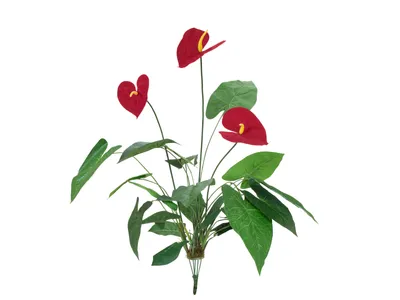 Produktbild von EUROPALMS Anthurium, künstlich, 70cm (82530164)
