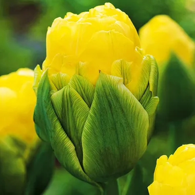 Immagine prodotto di Tulipani Peonie Bulbi da fiore Tulipani Doppia Bellezza di Apeldorn 5 pz