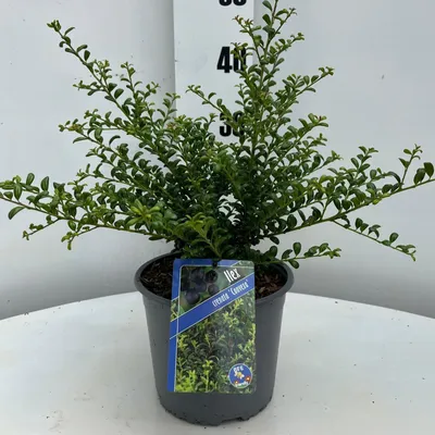 Obrázek produktu pro Ilex cren. 'Convexa' – cesmína | 30–40 cm v květináči