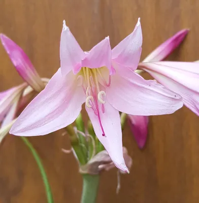 Image de Crinum x powellii 'Rosea' / Crinole de Powell