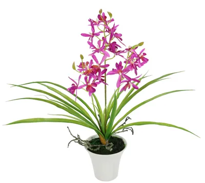Productafbeelding van Kunstbloem Orchidee, 40 cm, met bladeren en luchtwortels in pot. Kunstplant