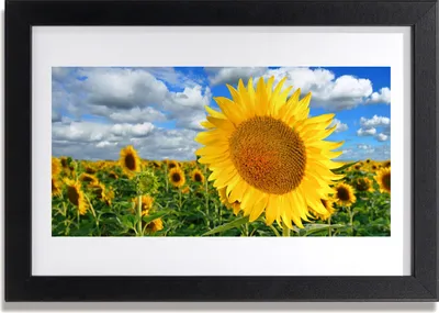 Produktbild von Bild 30x20 MDF-Rahmen Wandkunst Sonnenblume Pflanze