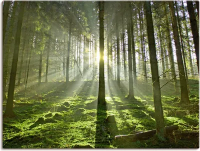 Produktbild von ARTland Leinwandbild Wald im Gegenlicht Größe: 80x60 cm