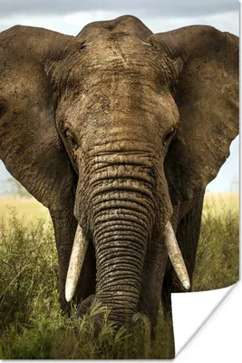 Produktbild von MuchoWow® Poster Elefant - Natur - Gras - Tiere - Landschaft 120x180 cm - Kunstposter