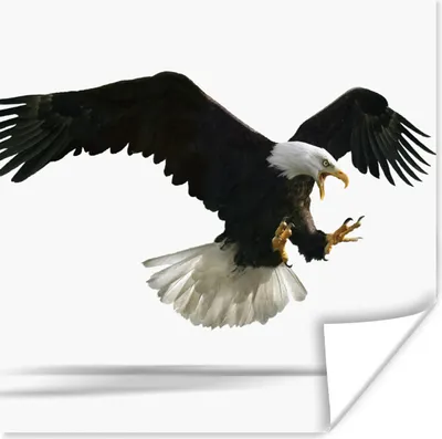 Produktbild von MuchoWow® Poster Adler - Vogel - Weiß 100x100 cm - Babyzimmer