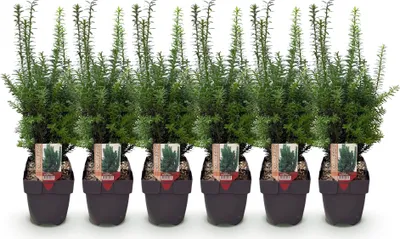 Image de Green boutiQ - Plantes de haie - Taxus media Hilii - feuillage vert - 6 plants - 1 mètre linéaire - à feuillage persistant - pot de 17 cm, hauteur 60 cm