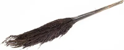 Produktbild von INNA-Glas Schilf getrocknet DONJETA, schwarz, 70-80cm, Ø15cm - Getrockneter Bund