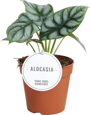 Produktbild von Alocasia Silver Dragon Elefantenohr Ø12cm ↕25cm Zimmerpflanze Drachenmuster