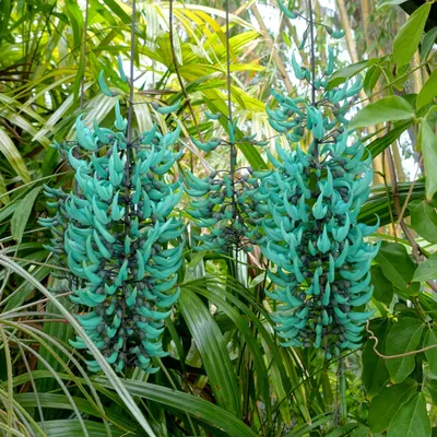 Image de Fleur de jade (Strongylodon macrobotrys)  - 1 graine germée
