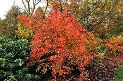 Zdjęcie produktu dla Vaccinium corymbosum 'Goldtraube 71' - Borówka amerykańska 'Goldtraube 71' | 30-40 cm w doniczce