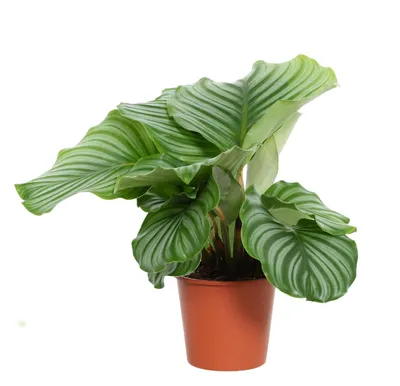 Produktbild von Calathea orbifolia Zimmerpflanze, 45 cm hoch, Topf 14 cm, mit auffälligem Zebramuster
