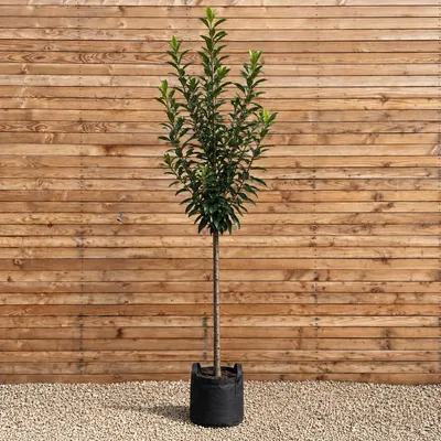 Produktbild von Kirschlorbeer Hochstamm Caucasica 300-350 cm, Stammumfang 12-14 cm - Prunus laurocerasus Hochstamm, immergrün