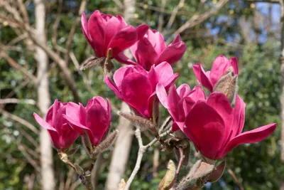 Produktbild von Magnolia 'Vulcan', Magnolie, tiefrot, 60–80 cm